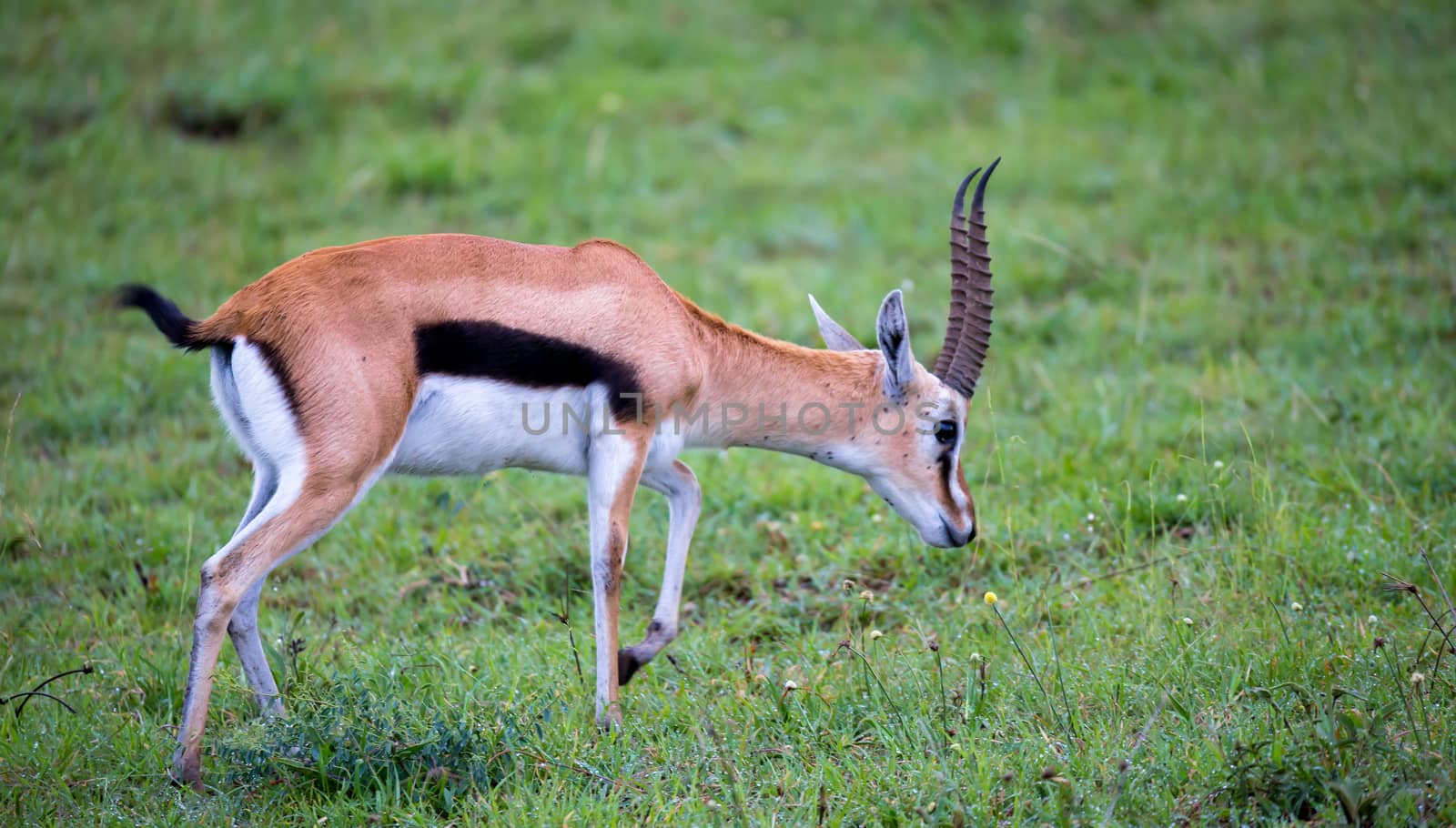 A Thomson's Gazelle in the grass landscape of the savannah in Kenya