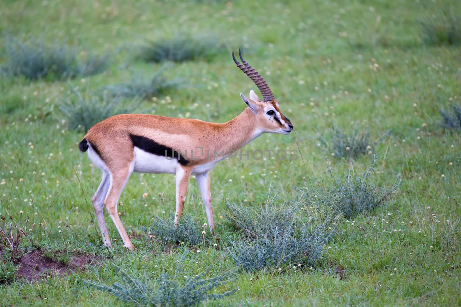 A Thomson's Gazelle in the grass landscape of the savannah in Kenya