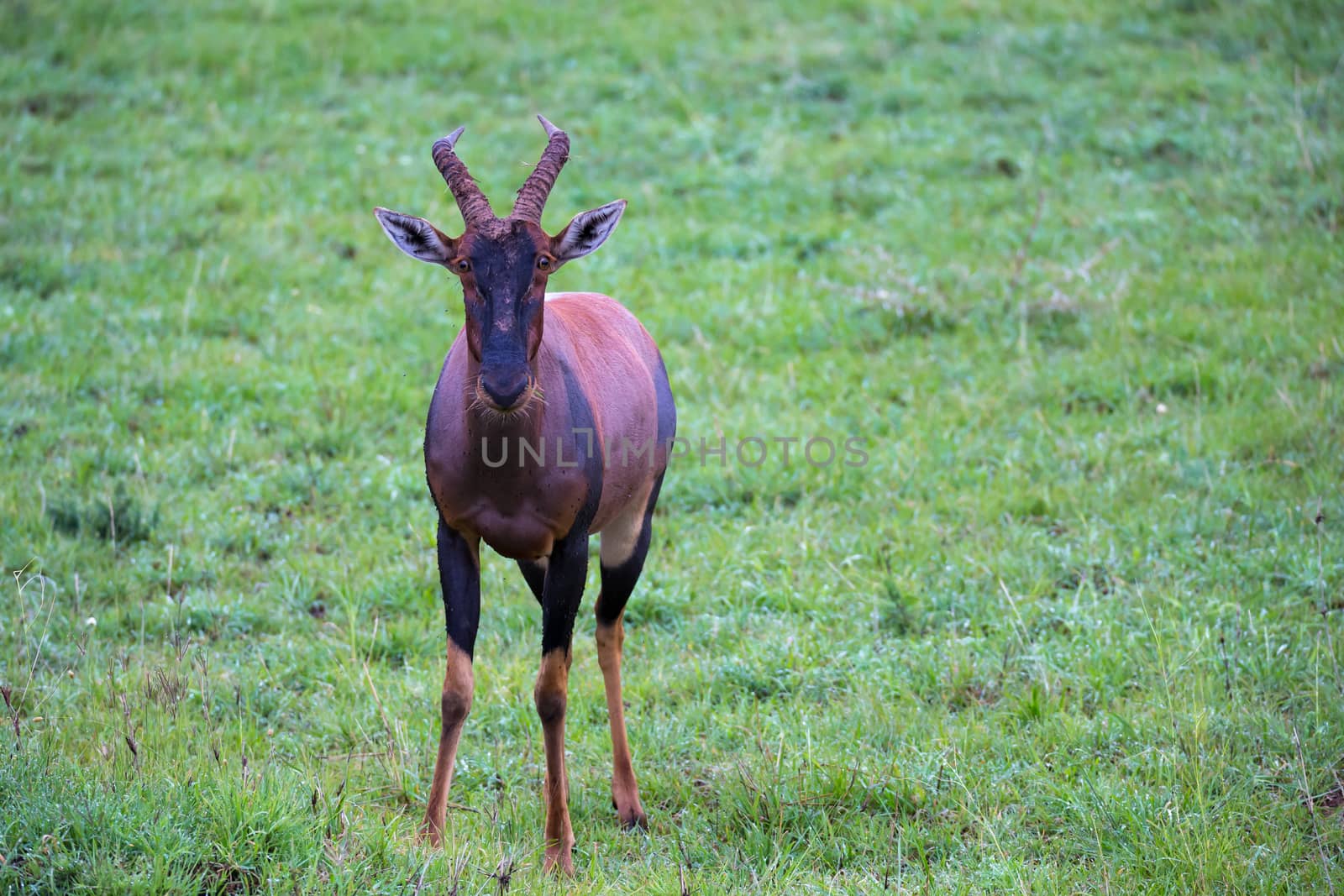 A Topi antelope in the grassland of Kenya's savannah