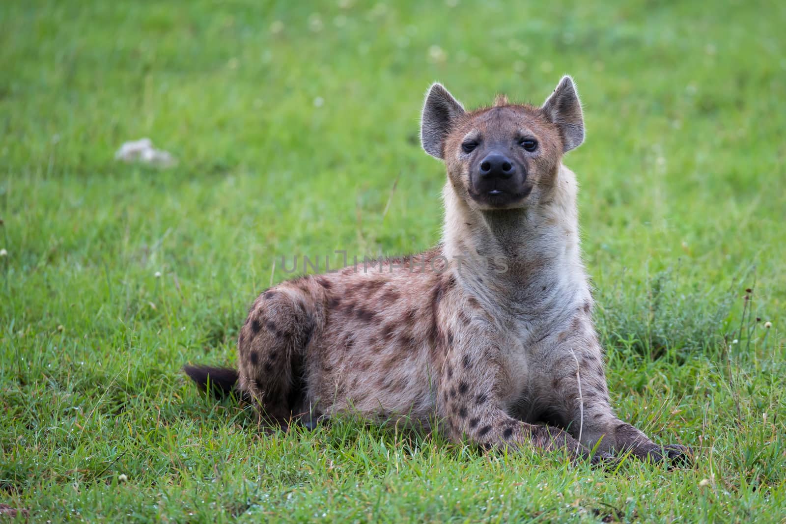 The hyena is lying in the grass in the savannah in Kenya