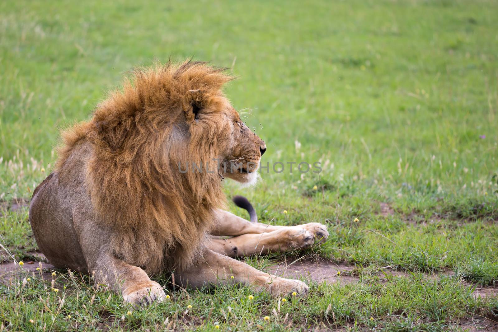 One big lion lies in the grass in the savanna of Kenya