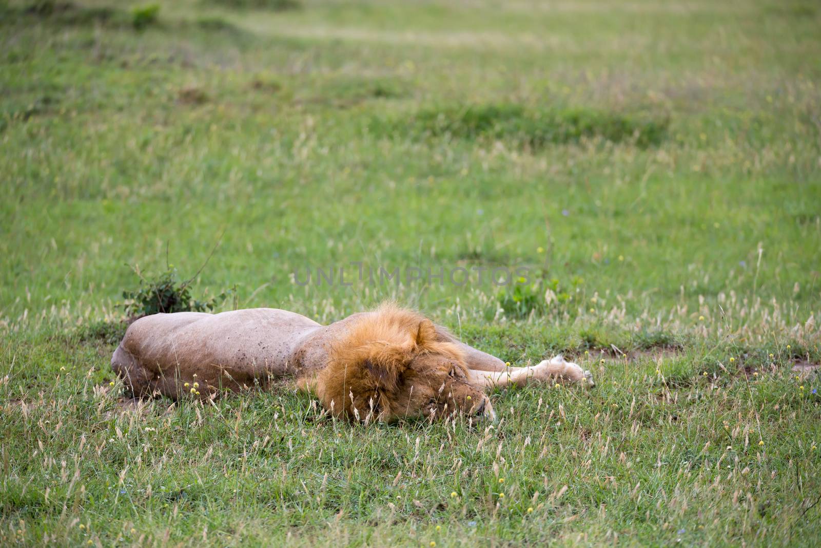 One big lion lies in the grass in the savanna of Kenya