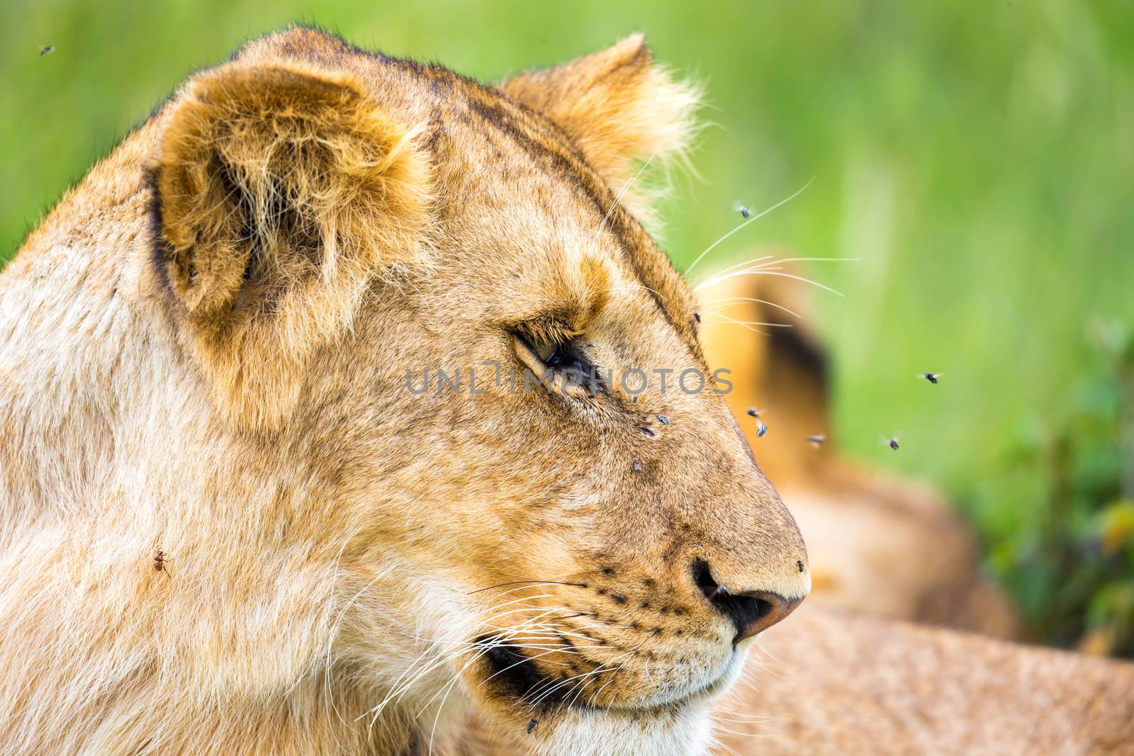 One young lion in close-up, the face of a nearly sleeping lion