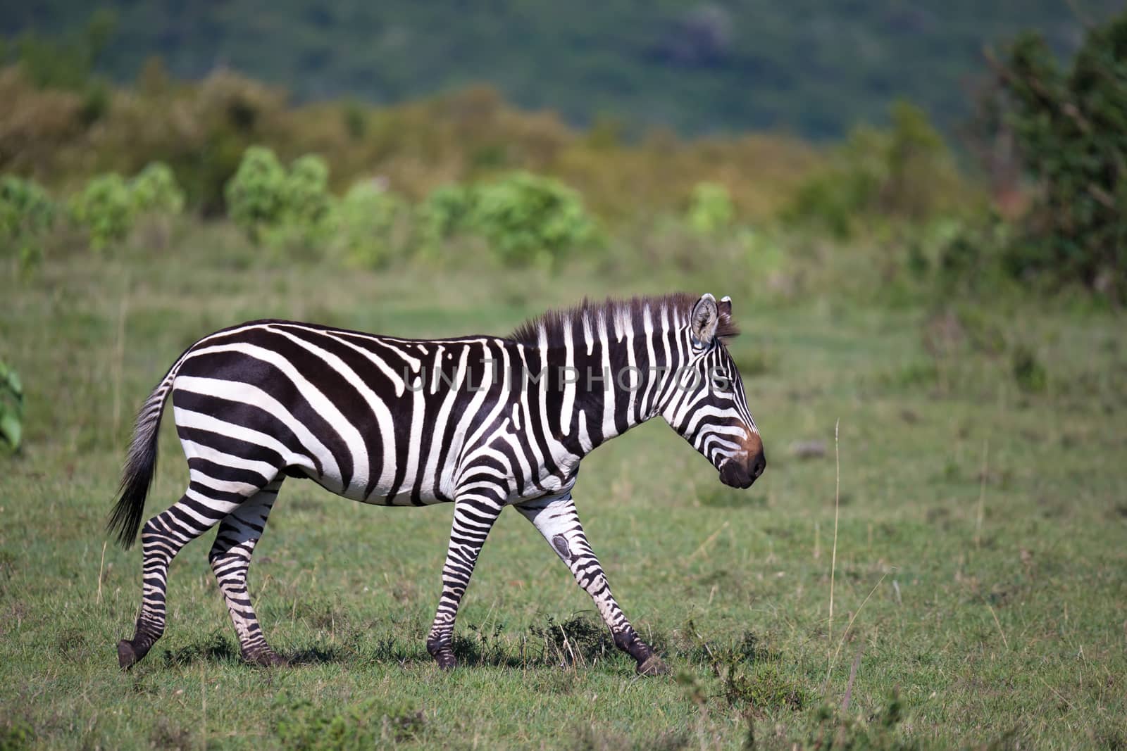 Some zebras run and graze in the savannah