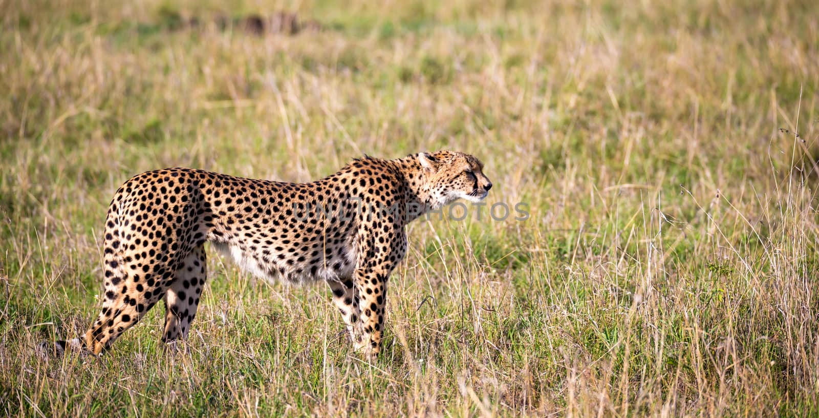 A cheetah walks between grass and bushes in the savannah of Kenya