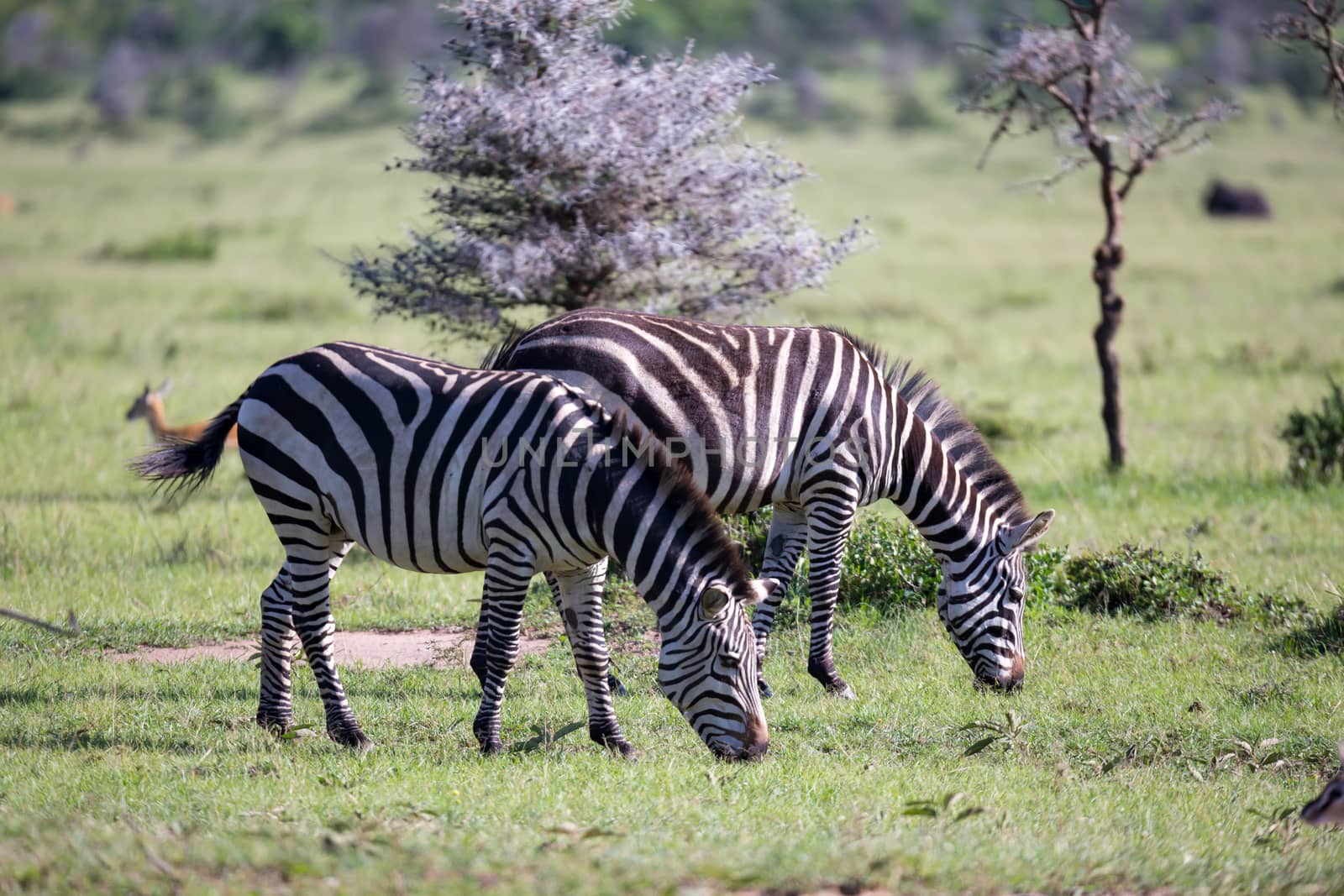 Some Zebras in the middle of the savannah of Kenya