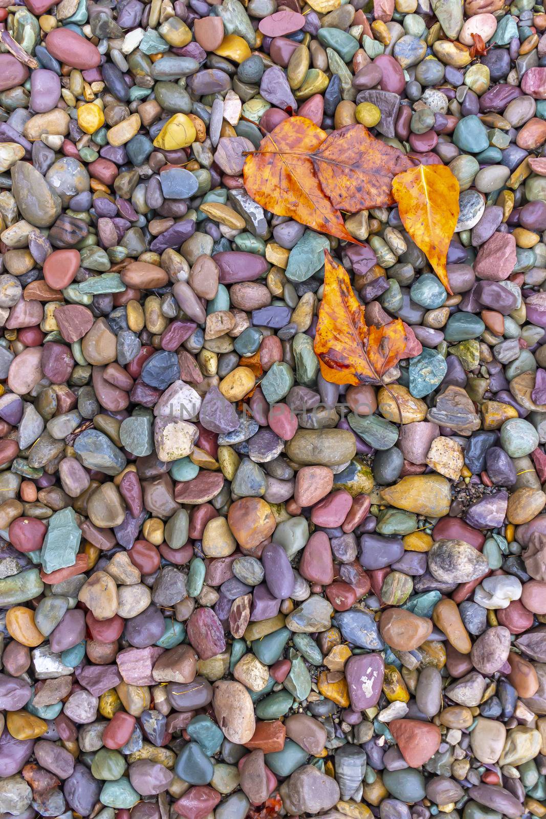 Fallen leaves lay on top of wet pebbles near a river bed