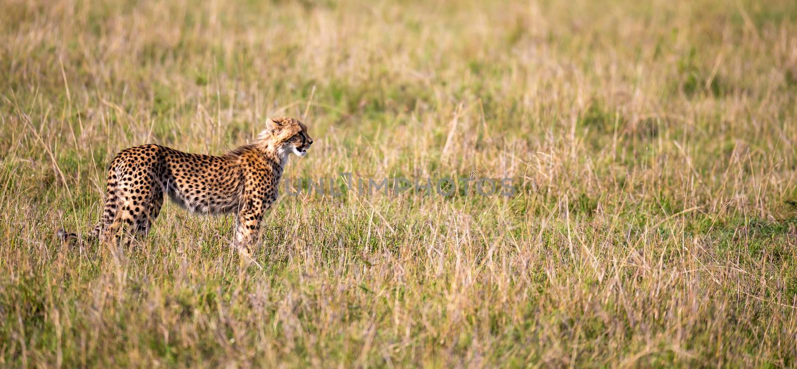 A cheetah walks between grass and bushes in the savannah of Kenya