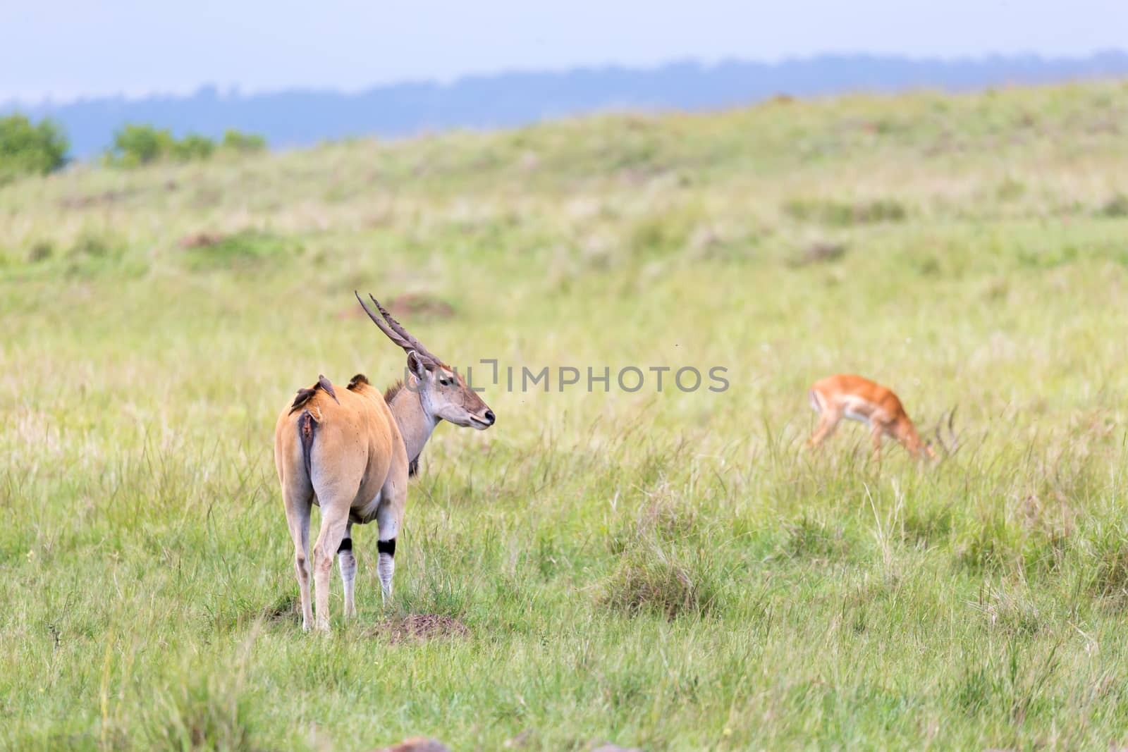 A Elend antilope in the Kenyan savanna between the different plants