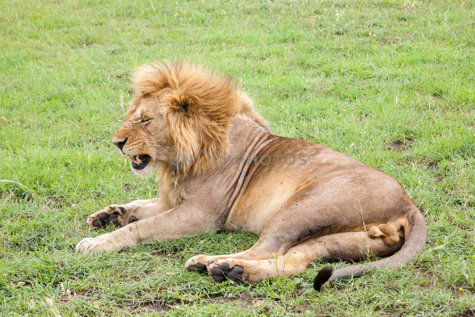 A big lion resting in the grass in the meadow