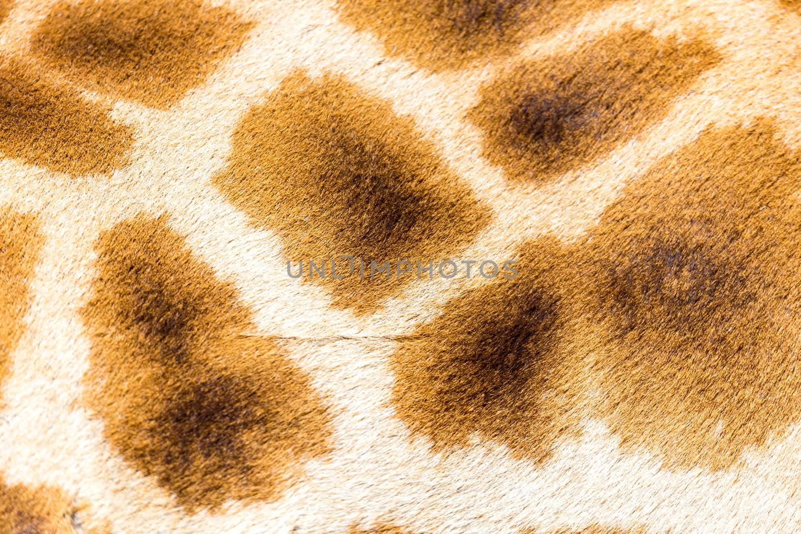 A fur of a giraffe in close-up