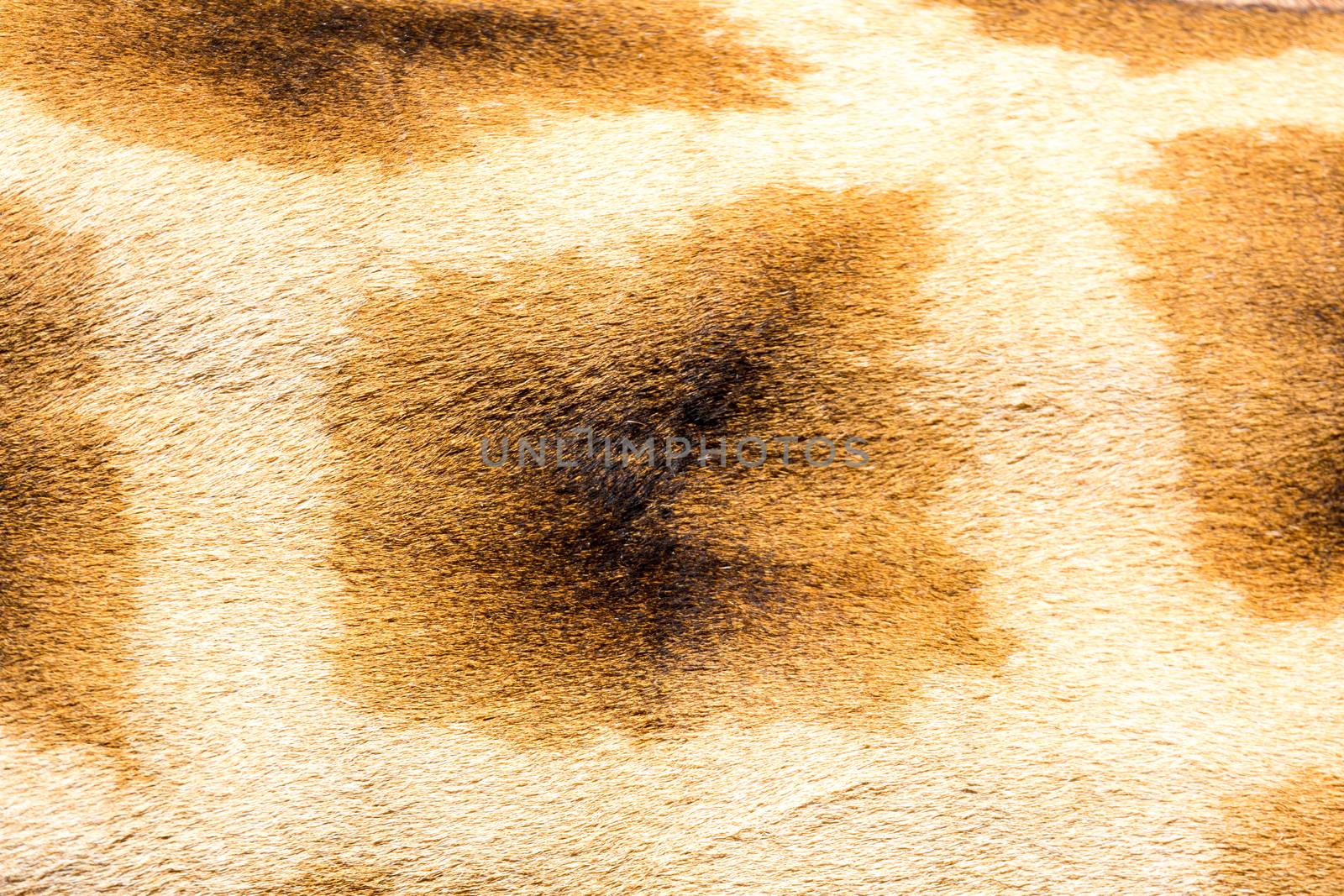 A fur of a giraffe in close-up