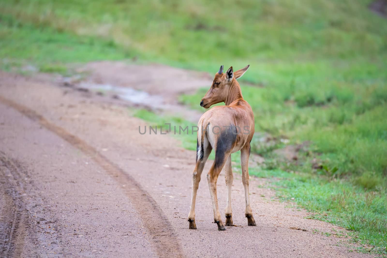 A Topi antelope in the grassland of Kenya's savannah
