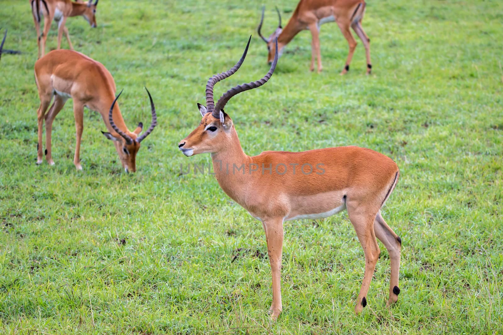 An Impala family on a grass landscape in the Kenyan savannah