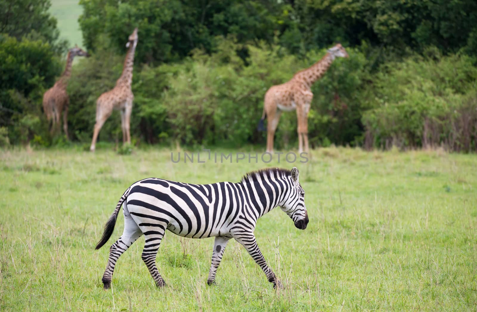 Some Zebras in the middle of the savannah of Kenya