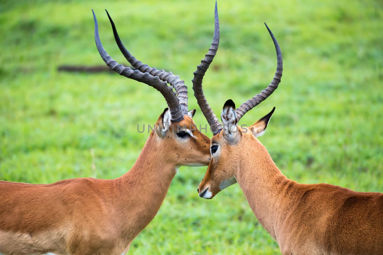 An Impala family on a grass landscape in the Kenyan savannah