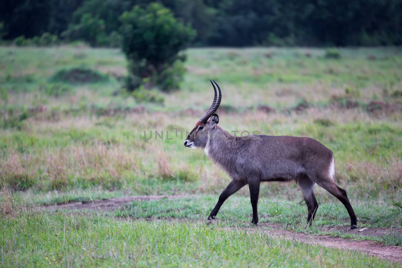 The waterbuck walks through the grassland of the Kenyan savannah