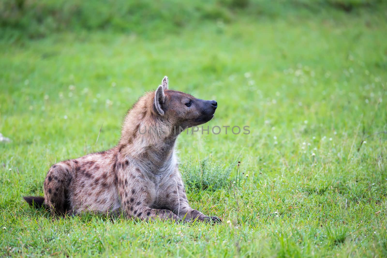 The hyena is lying in the grass in the savannah in Kenya