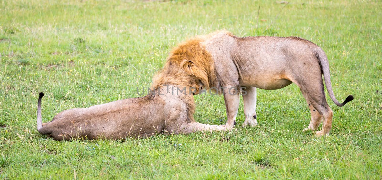 Two big lions show their emotions to each other in the savanna o by 25ehaag6