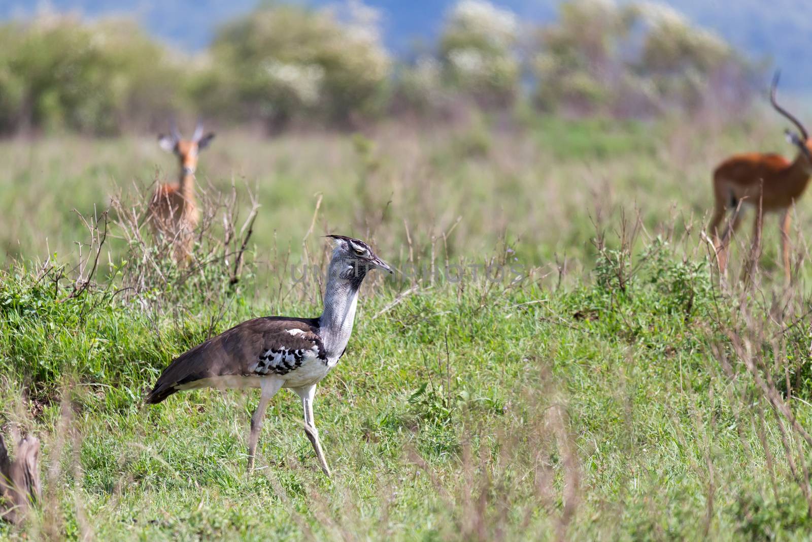 A local Kenyan birds in colorful colors sit on the branches of a tree
