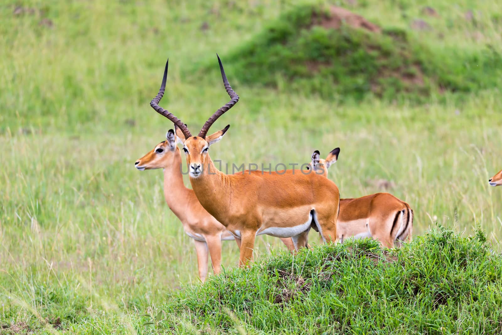 Lot of Impala antelopes in the grass landscape of the Kenyan savanna