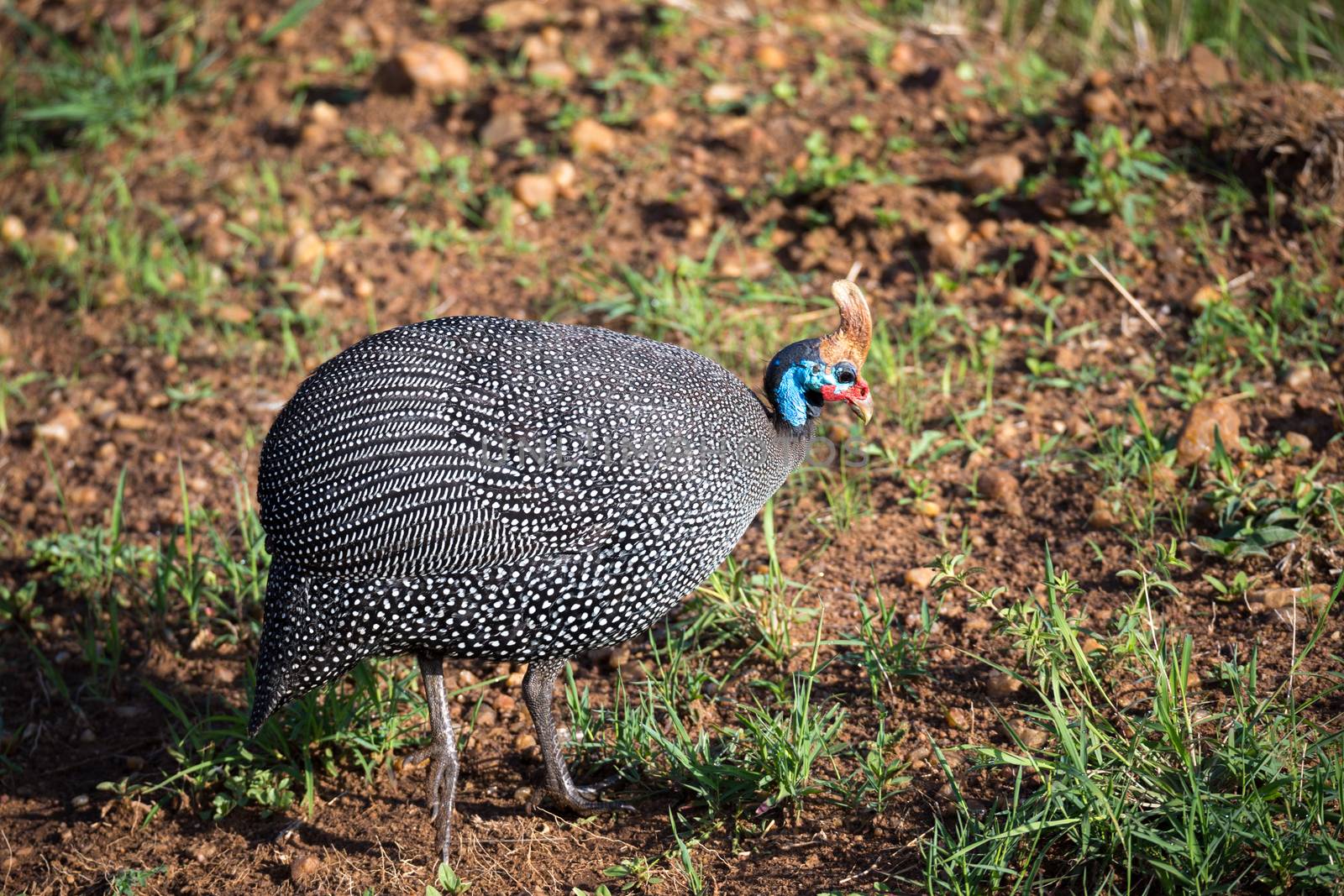 A Native birds with spotted plumage in the Kenyan savannah