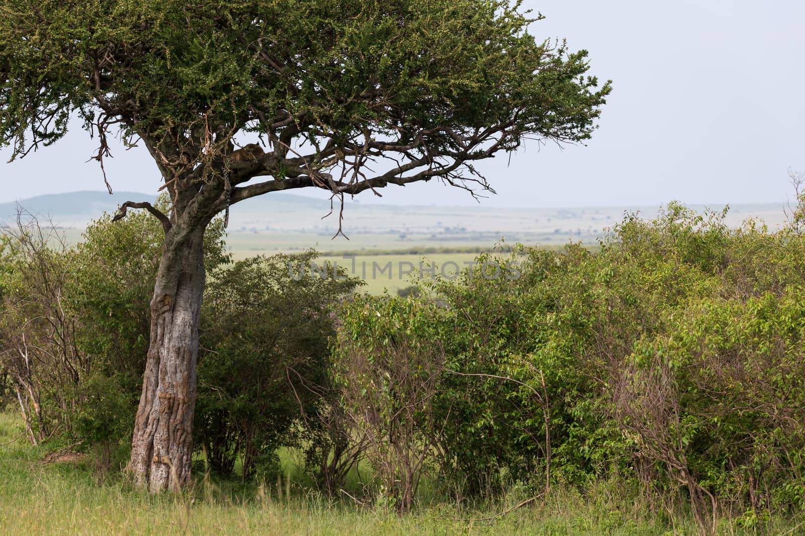 One leopard has settled comfortably between the branches of a tree to rest