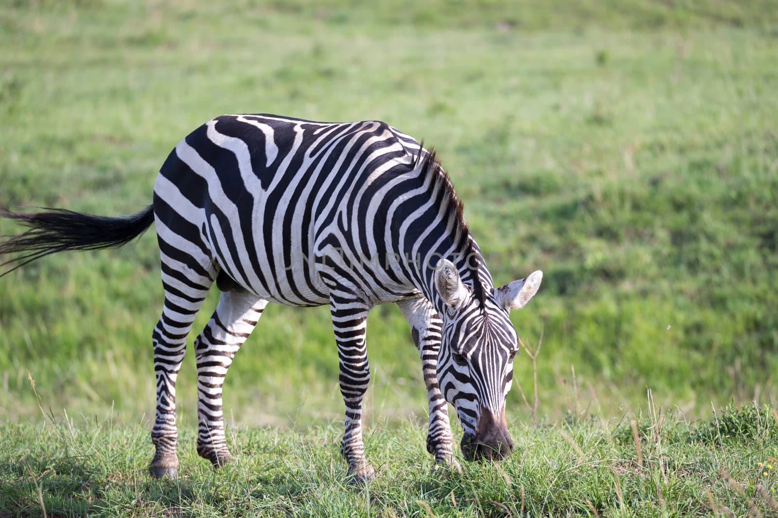 One zebra in the green landscape of a national park in Kenya