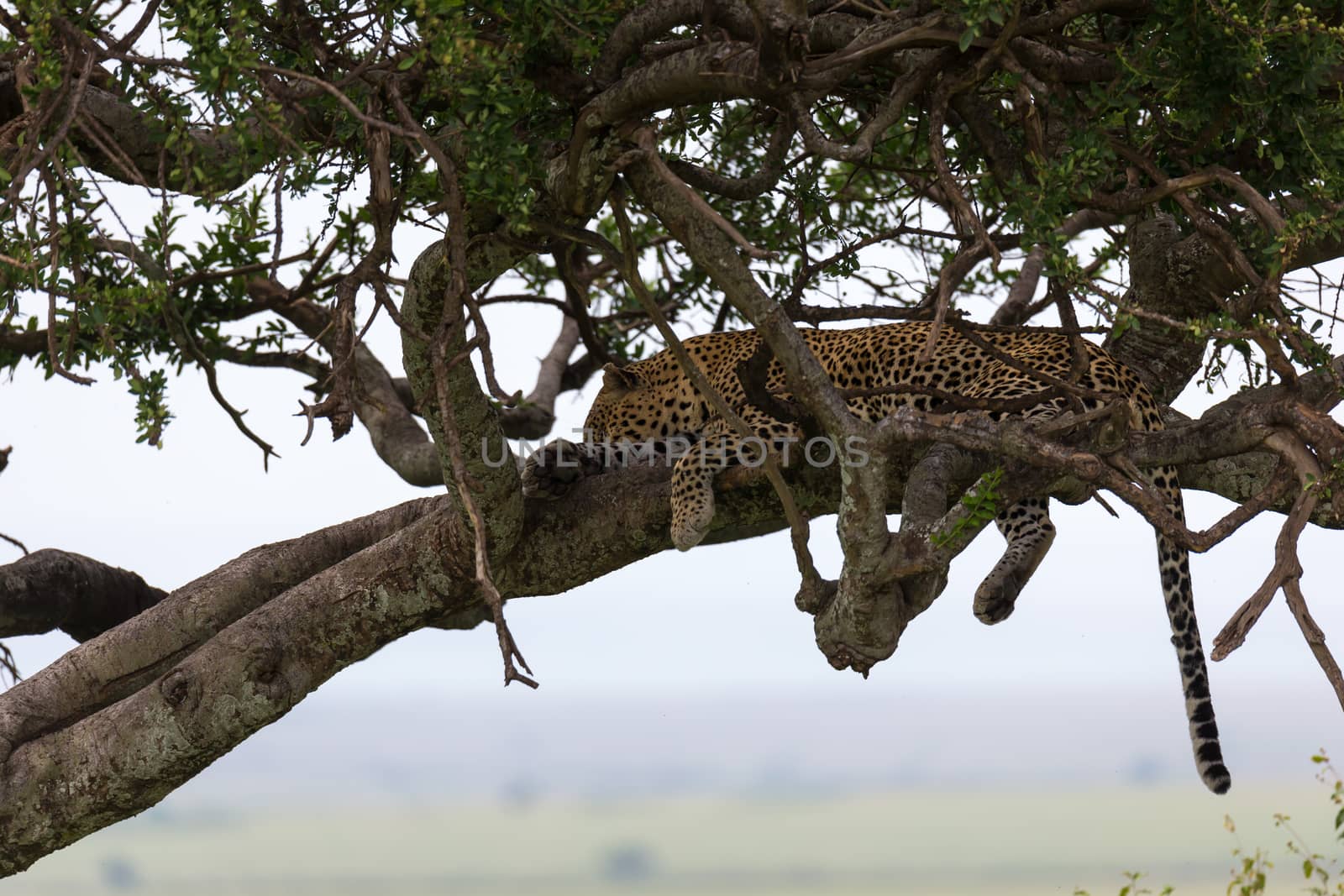 One leopard has settled comfortably between the branches of a tree to rest