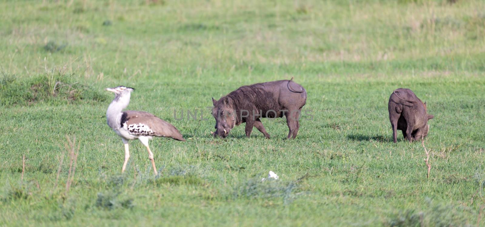 A family of warthogs in the grass of the Kenyan savannah by 25ehaag6