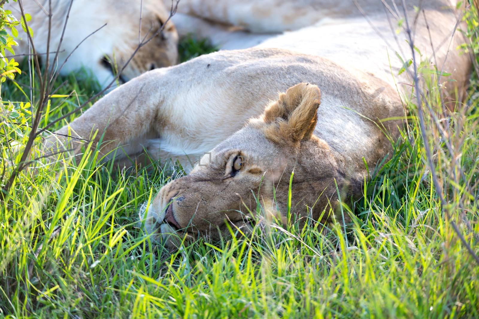 The closeup of a lioness trying to rest in the grass