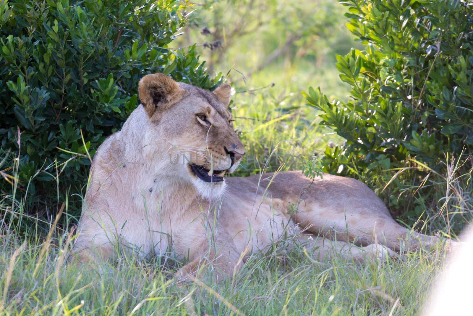One lioness lying in the grass and yawns