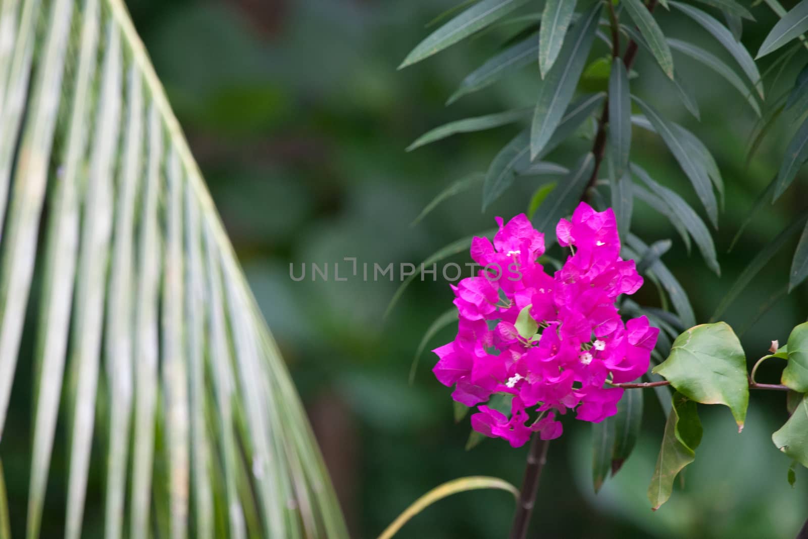 Colorful exotic flowers on trees with green leaves