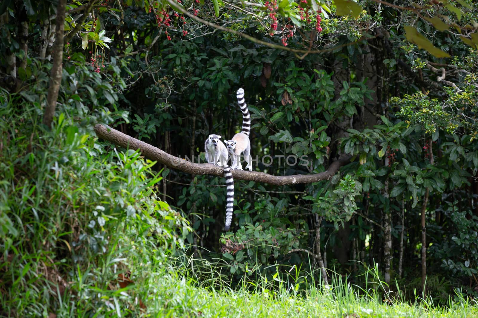 The ring-tailed lemur in the rainforest on the island of Madagascar