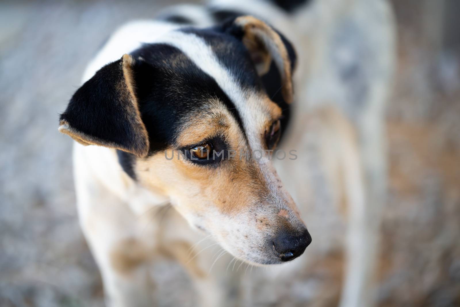 A portrait of a street dog with sad eyes