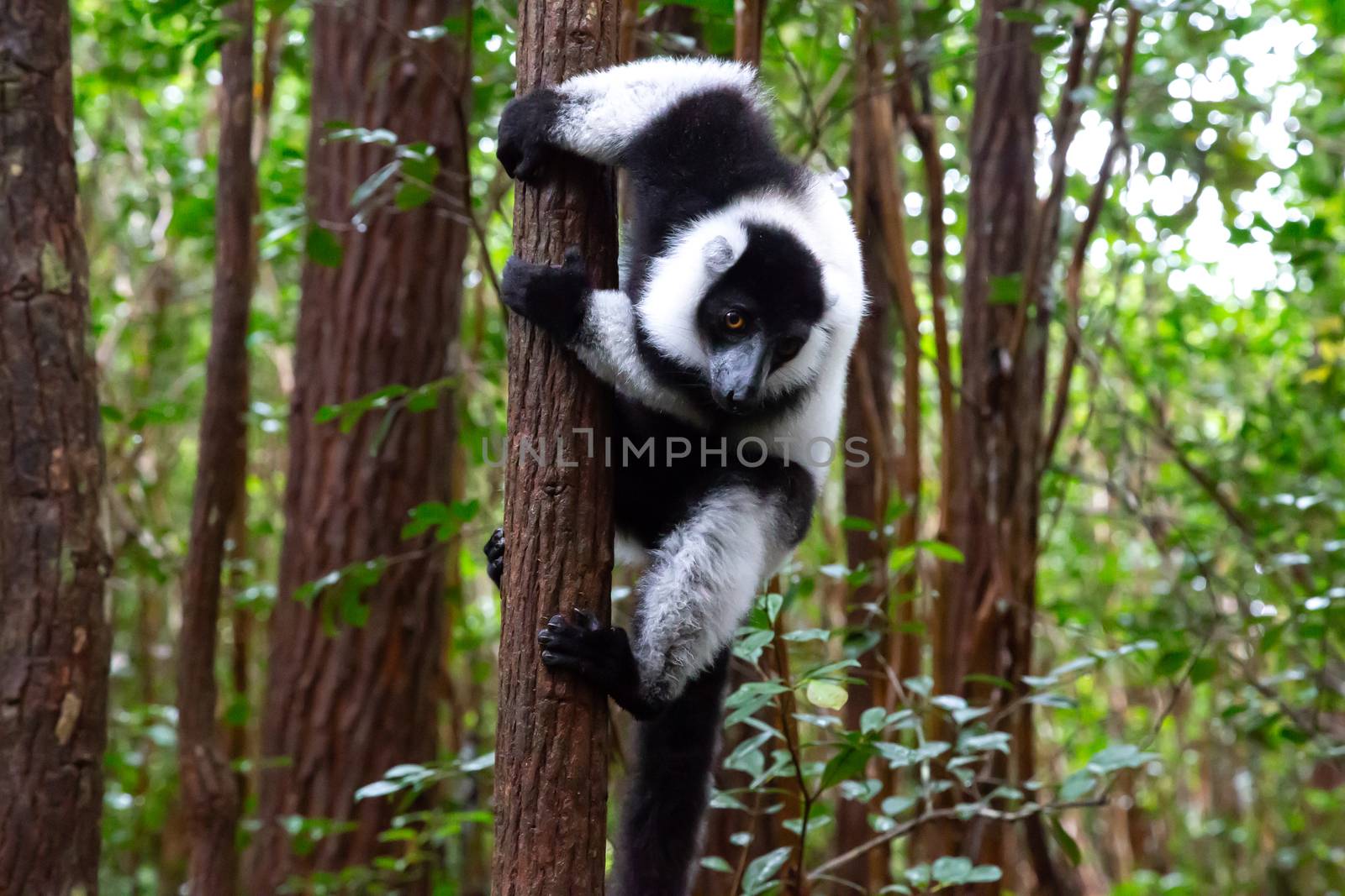 One black and white lemur sits on the branch of a tree