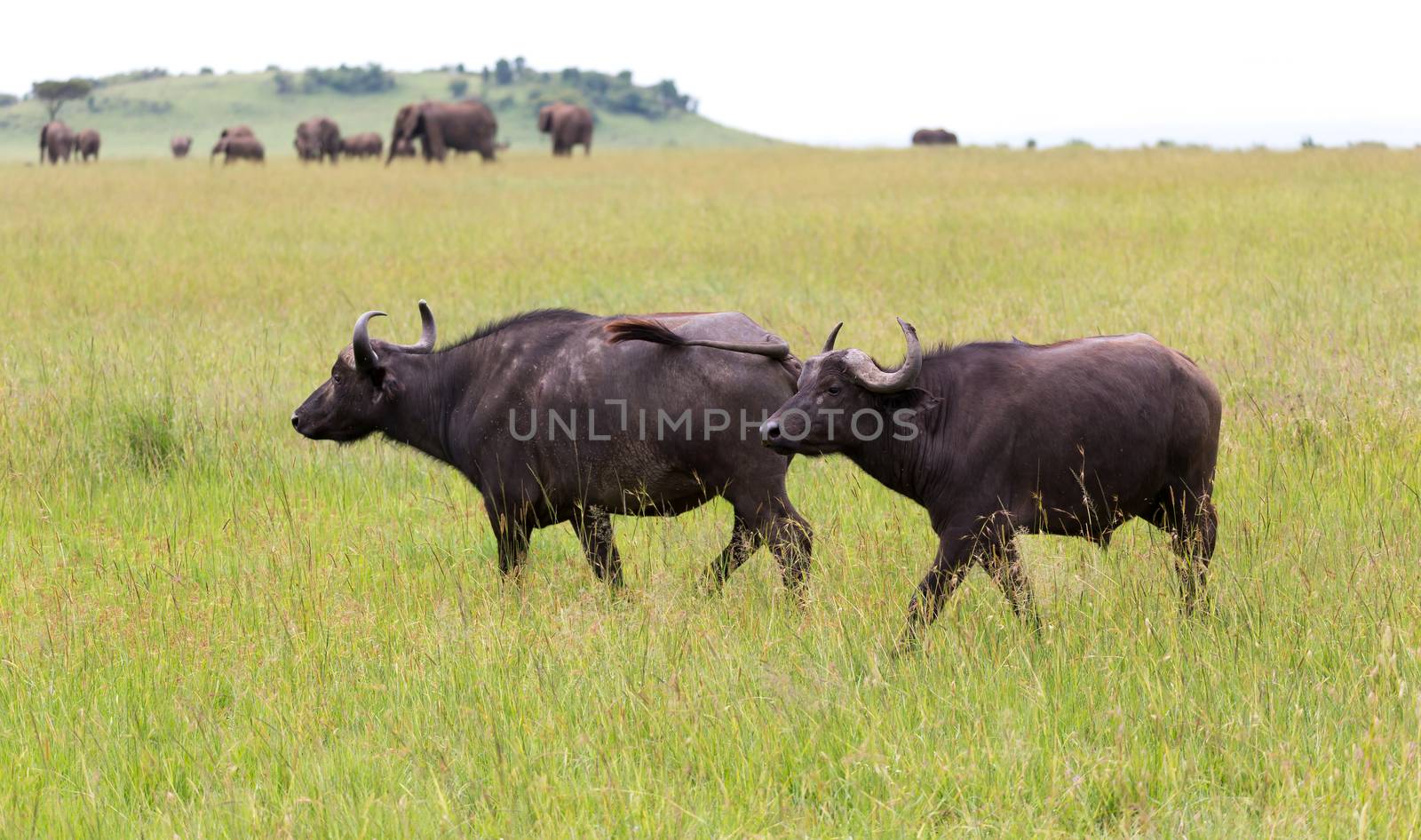 The buffalo is standing in the middle of the meadow in the grass landscape