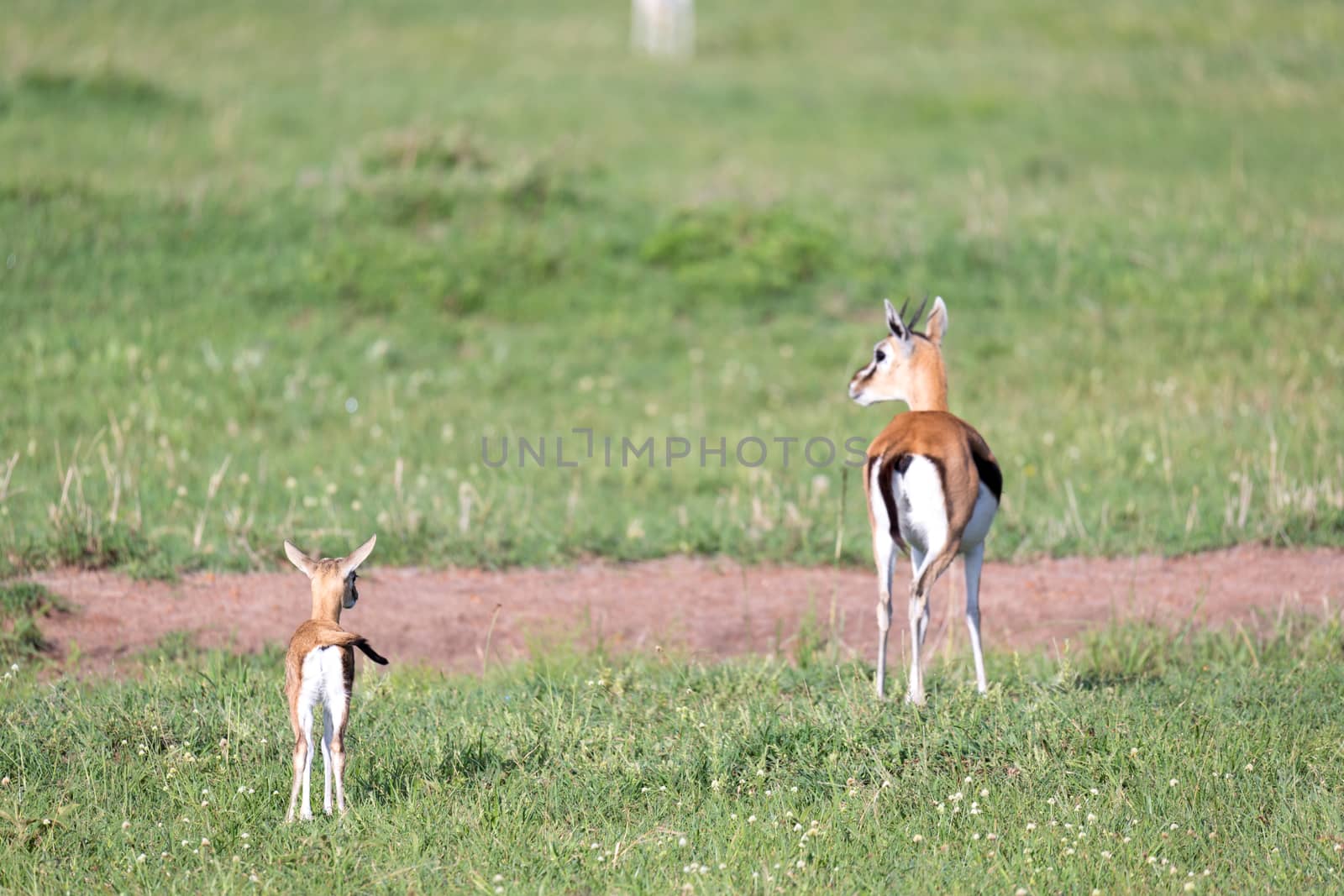The Thomson gazelles in the middle of a grassy landscape in the Kenyan savanna