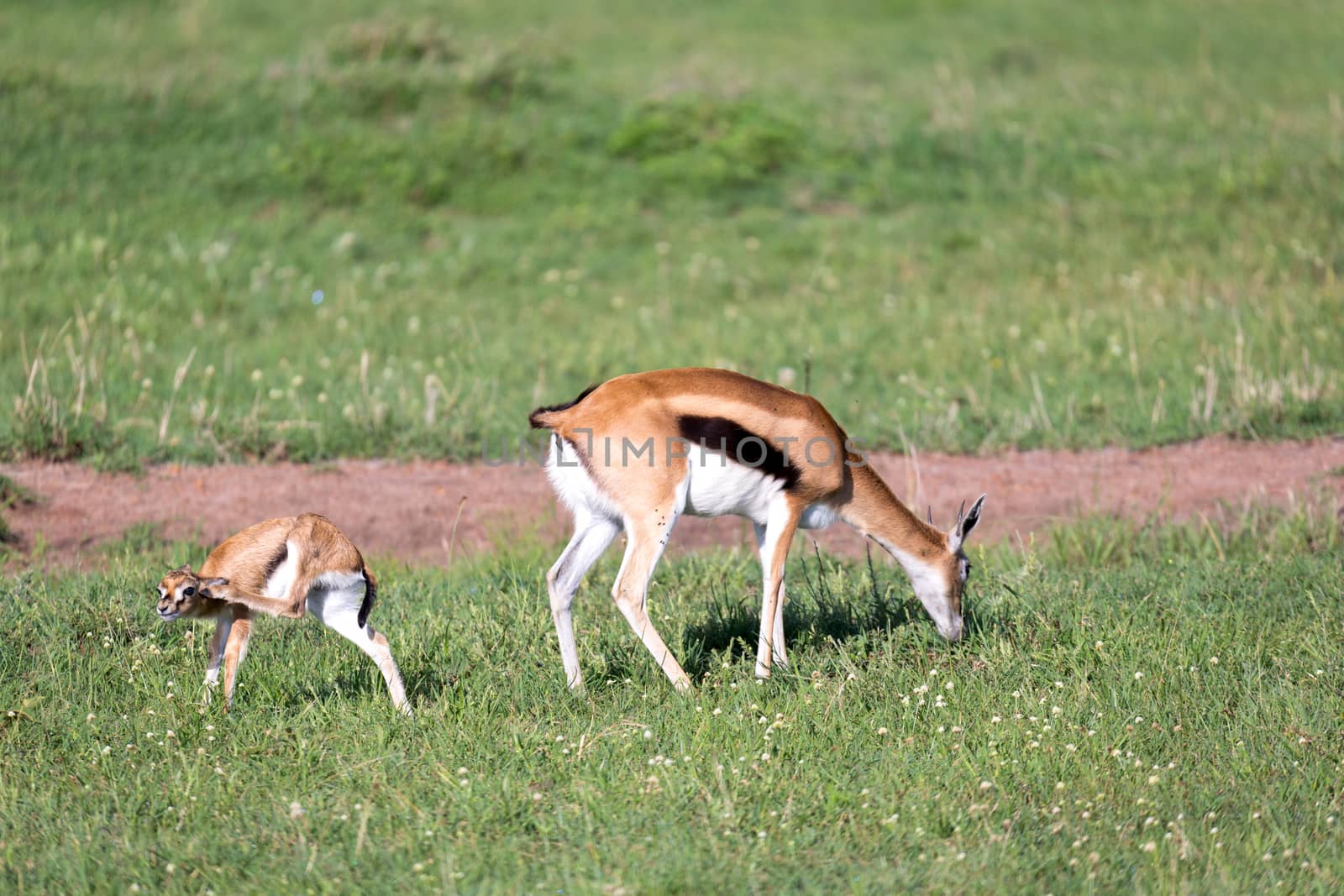 The Thomson gazelles in the middle of a grassy landscape in the Kenyan savanna