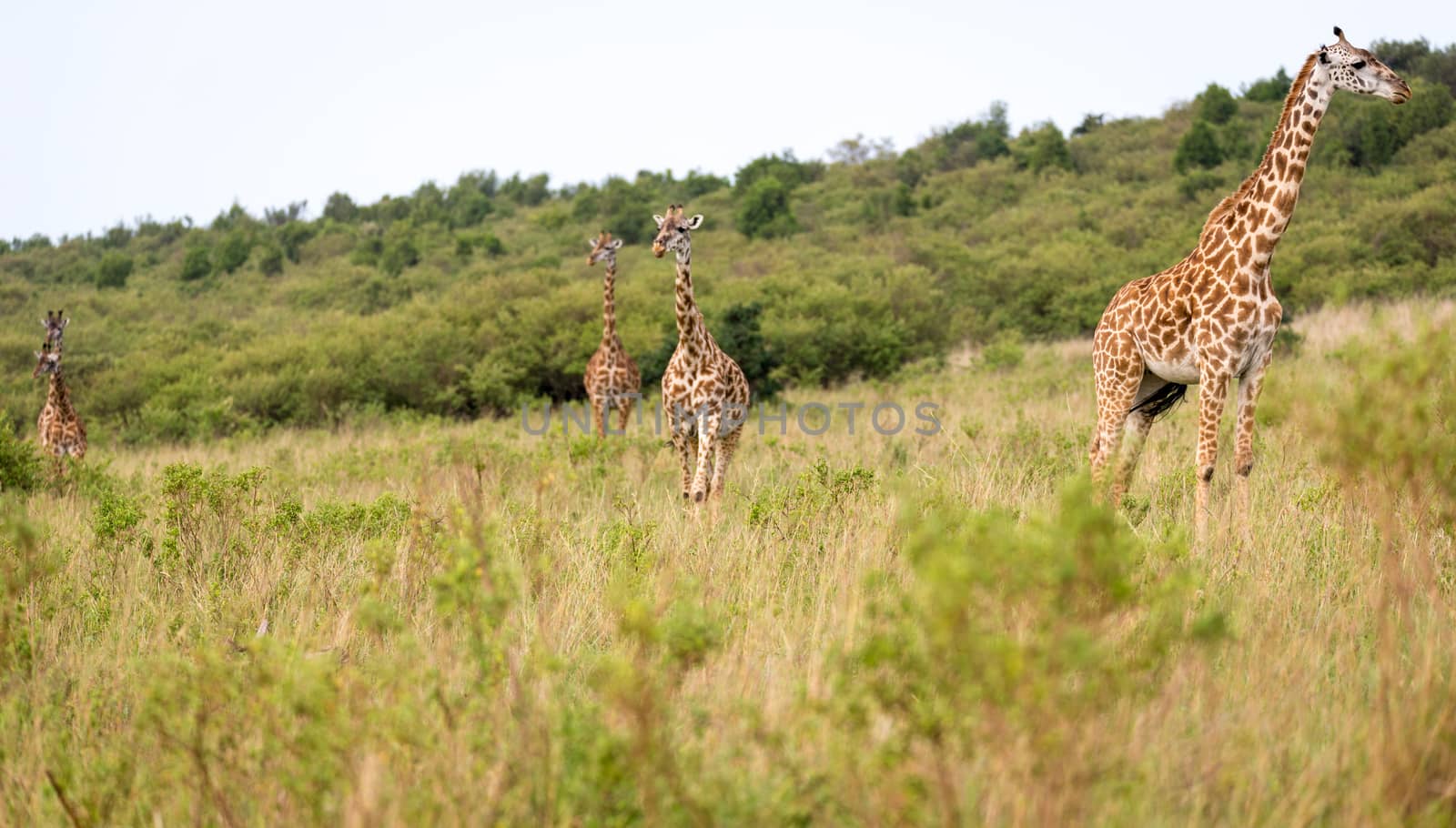 A Masai giraffe in the Kenyan savanna on a meadow