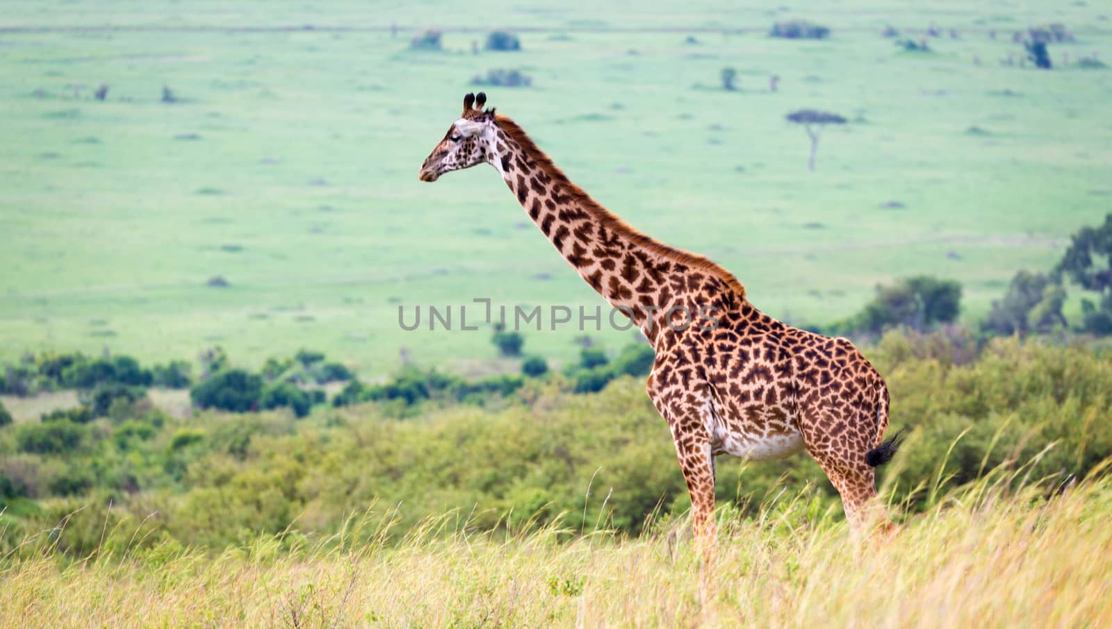 A Masai giraffe in the Kenyan savanna on a meadow