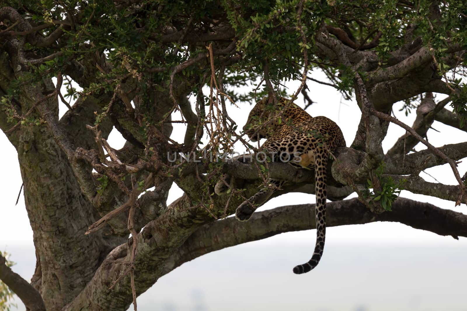 One leopard has settled comfortably between the branches of a tree to rest