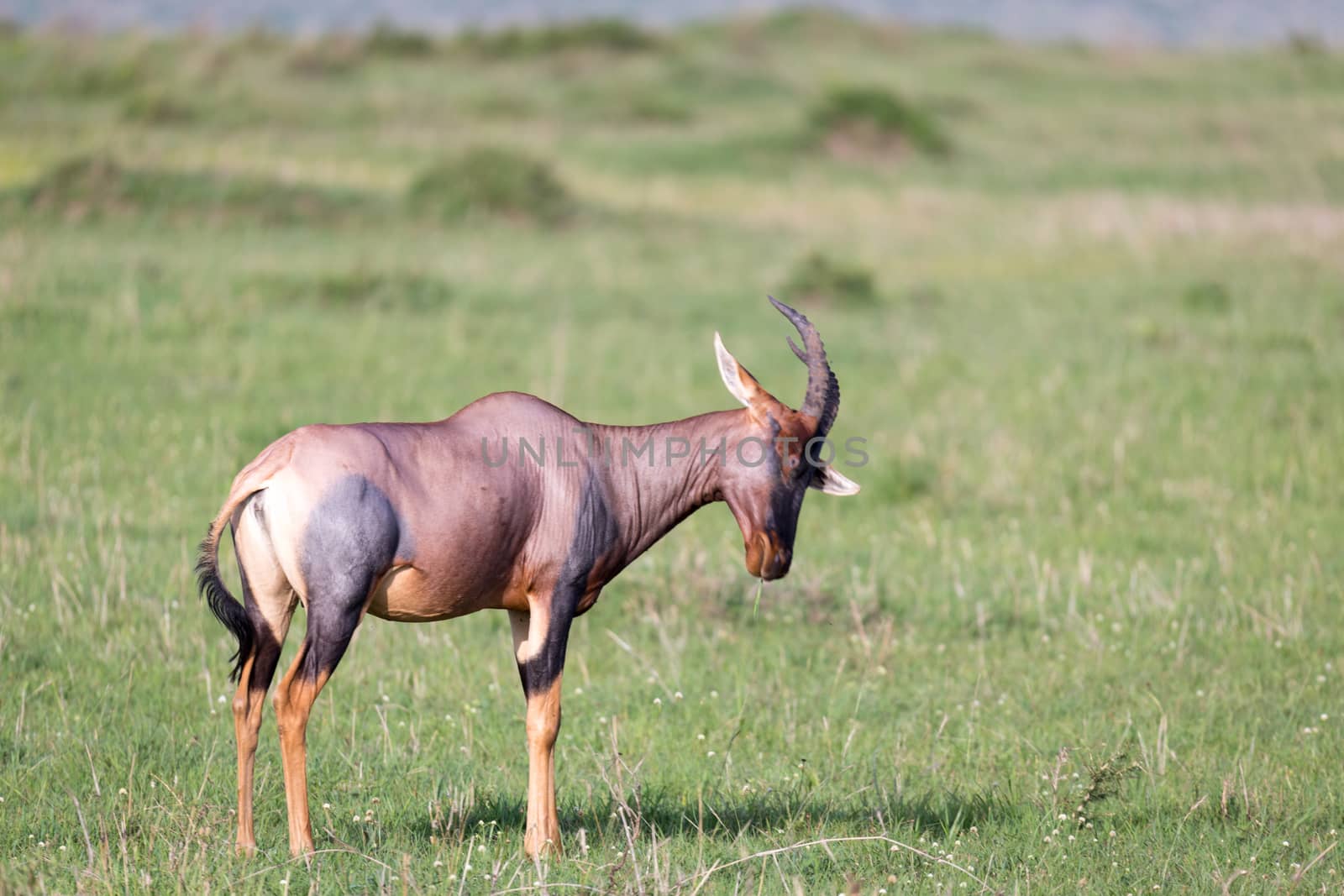 The Topi antelope in the Kenyan savanna in the middle of the grass landscape