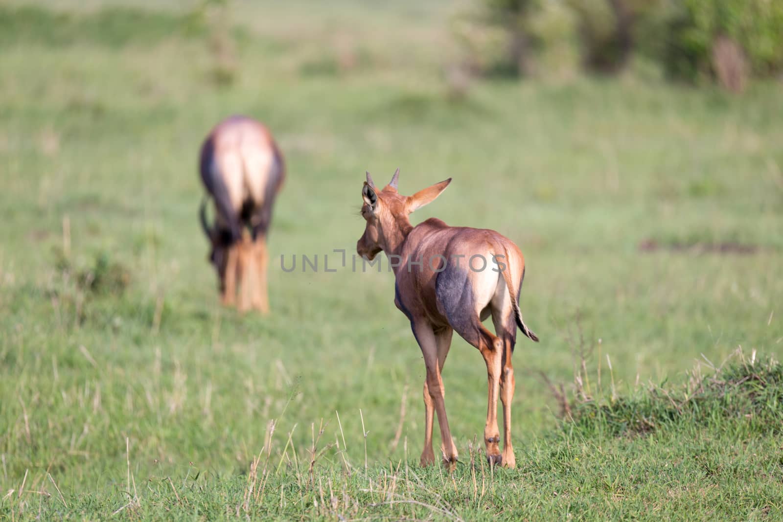 The Topi antelope in the Kenyan savanna in the middle of the grass landscape
