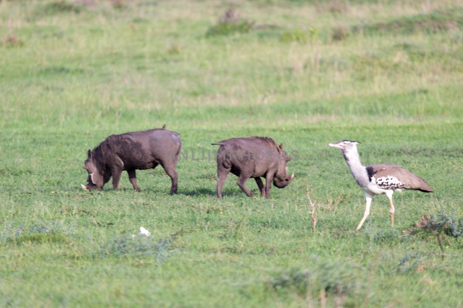 The family of warthogs in the grass of the Kenyan savannah
