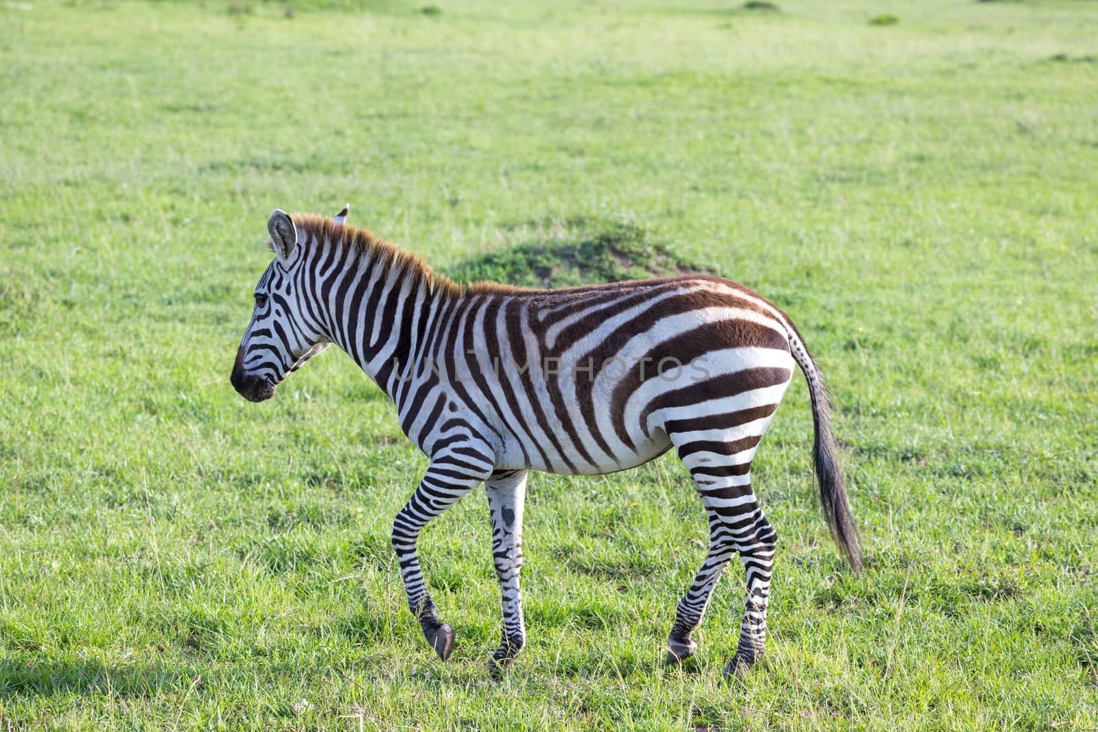One little zebra in the savannah of Kenya