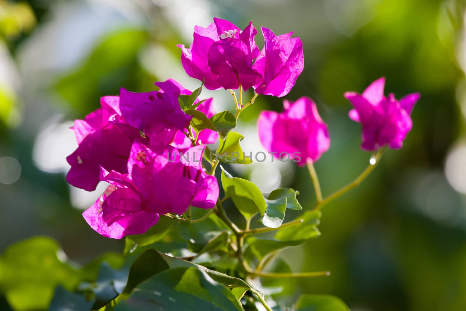 Colorful exotic flowers on trees with green leaves