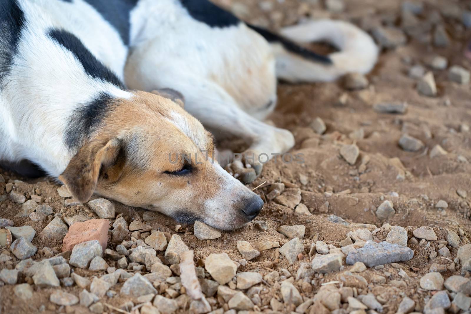 One street dog on the island of Madagascar