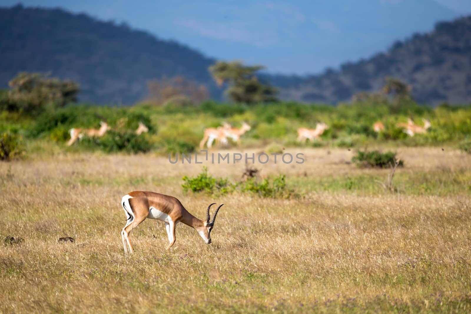 The antelopes in the grass landscape of Kenya