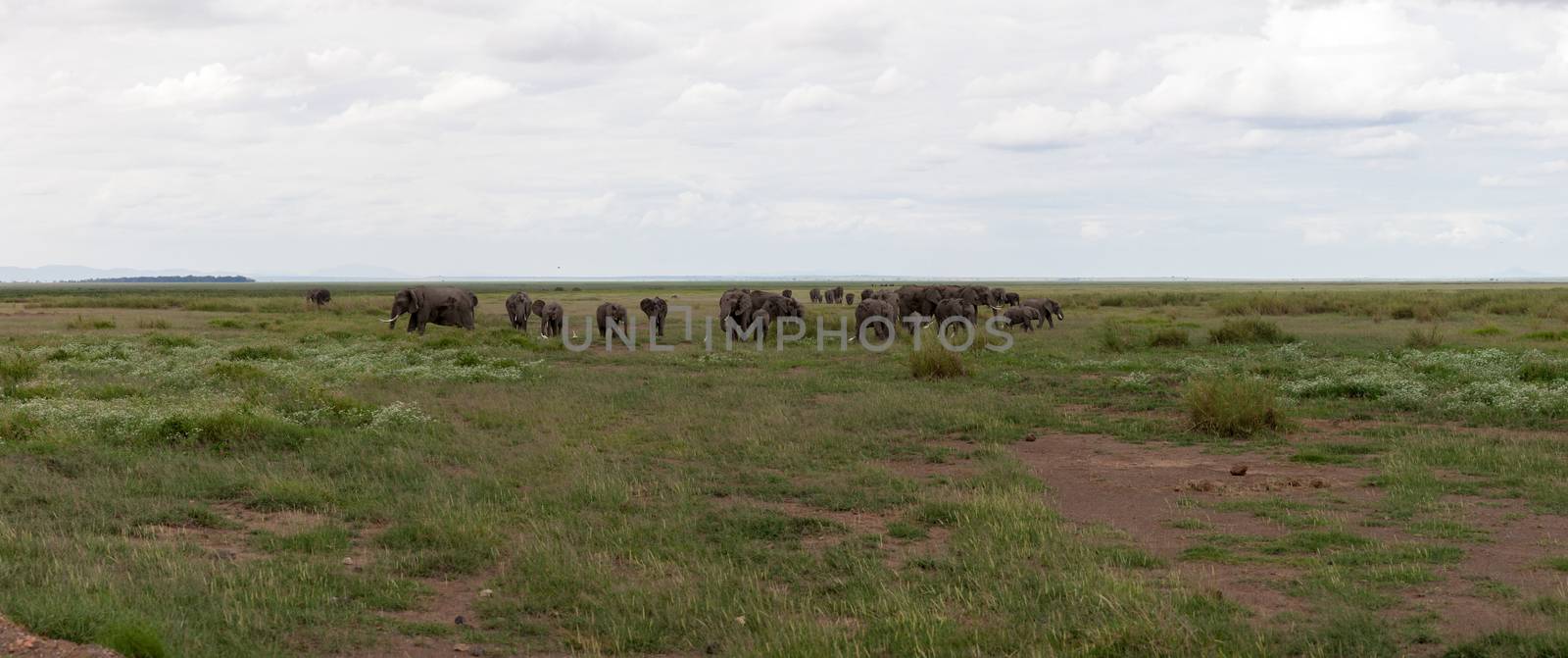 A lot of elephants are grassing in the grassland in the savannah